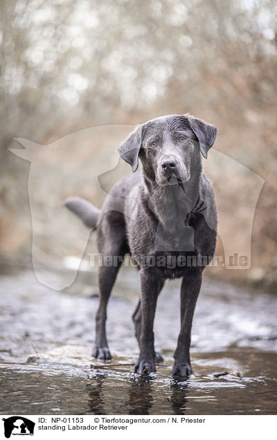 stehender Labrador Retriever / standing Labrador Retriever / NP-01153