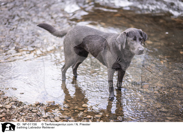 badender Labrador Retriever / bathing Labrador Retriever / NP-01156