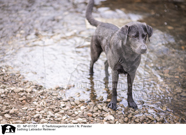 badender Labrador Retriever / bathing Labrador Retriever / NP-01157