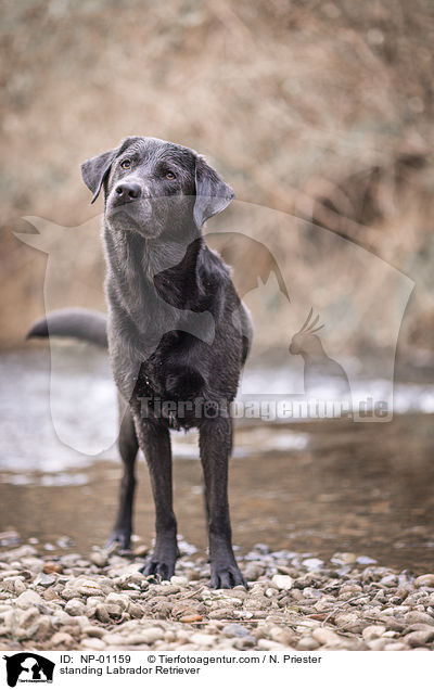 stehender Labrador Retriever / standing Labrador Retriever / NP-01159