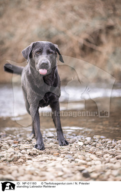 stehender Labrador Retriever / standing Labrador Retriever / NP-01160
