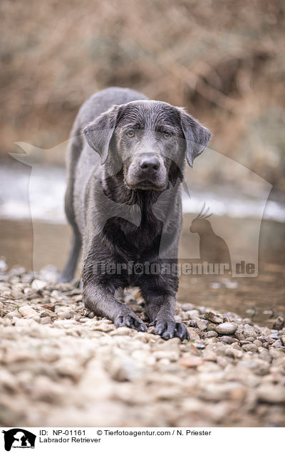 Labrador Retriever / Labrador Retriever / NP-01161