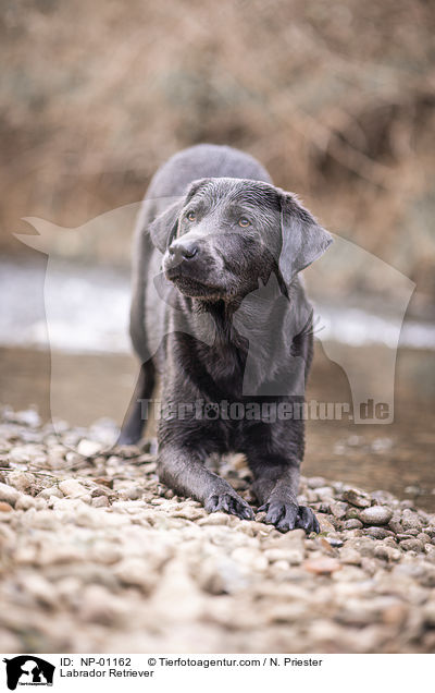 Labrador Retriever / Labrador Retriever / NP-01162