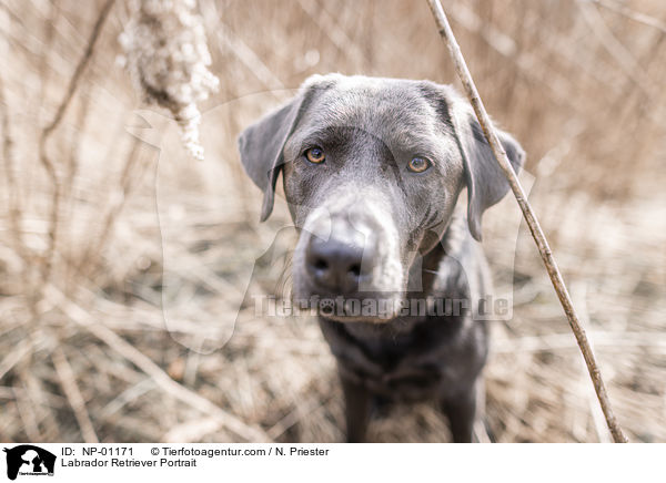Labrador Retriever Portrait / Labrador Retriever Portrait / NP-01171