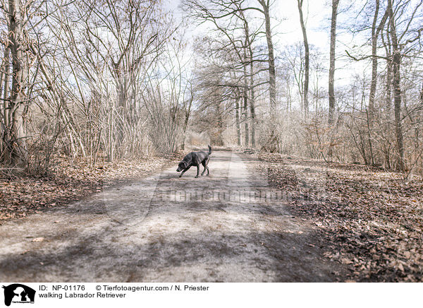 laufender Labrador Retriever / walking Labrador Retriever / NP-01176