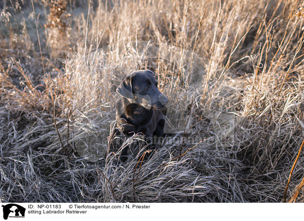 sitzender Labrador Retriever / sitting Labrador Retriever / NP-01183