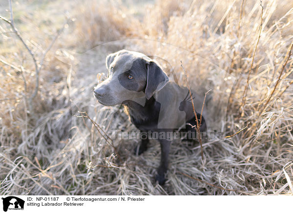 sitzender Labrador Retriever / sitting Labrador Retriever / NP-01187