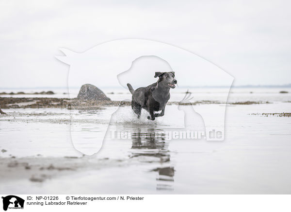 rennender Labrador Retriever / running Labrador Retriever / NP-01226