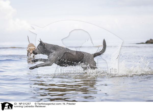 rennender Labrador Retriever / running Labrador Retriever / NP-01257