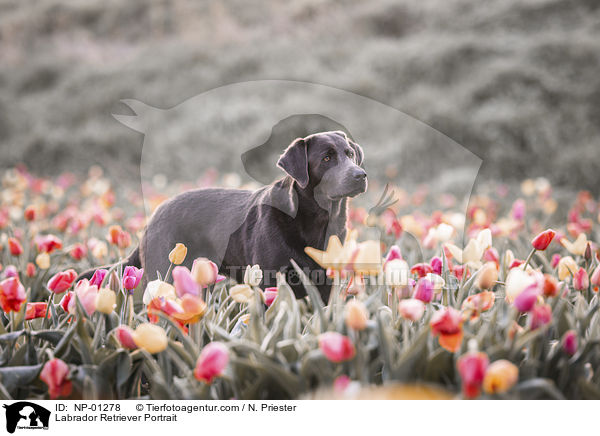 Labrador Retriever Portrait / Labrador Retriever Portrait / NP-01278