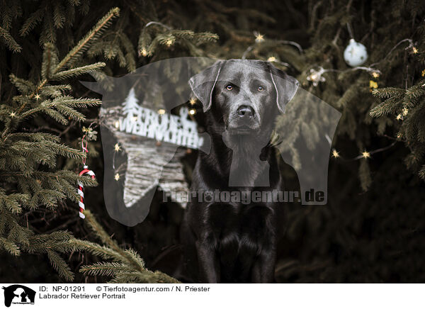 Labrador Retriever Portrait / Labrador Retriever Portrait / NP-01291