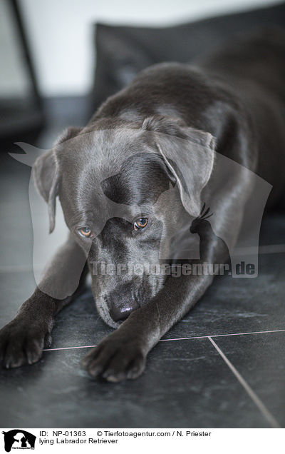 liegender Labrador Retriever / lying Labrador Retriever / NP-01363