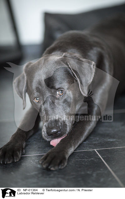 Labrador Retriever / Labrador Retriever / NP-01364