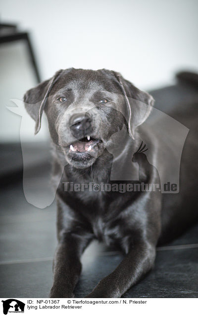 liegender Labrador Retriever / lying Labrador Retriever / NP-01367
