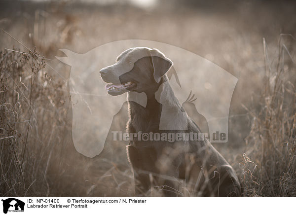 Labrador Retriever Portrait / Labrador Retriever Portrait / NP-01400