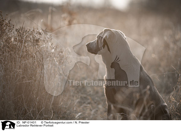 Labrador Retriever Portrait / Labrador Retriever Portrait / NP-01401