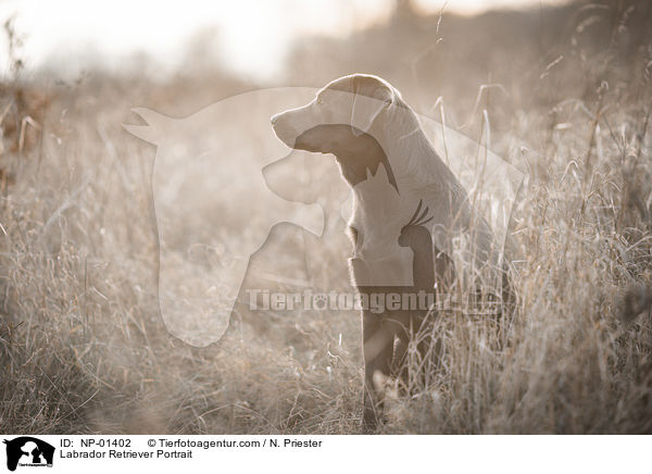 Labrador Retriever Portrait / Labrador Retriever Portrait / NP-01402