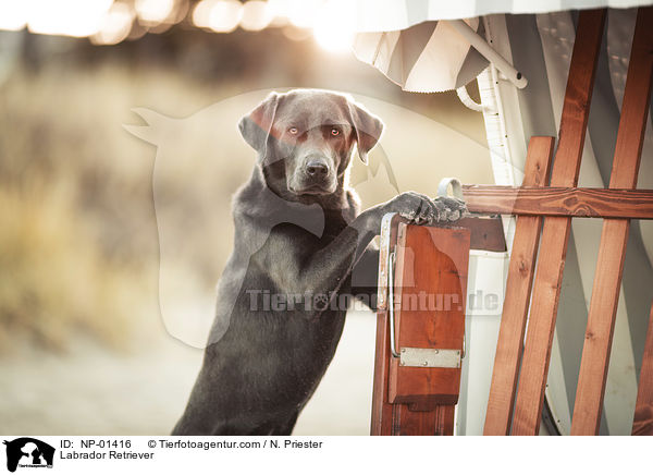Labrador Retriever / Labrador Retriever / NP-01416