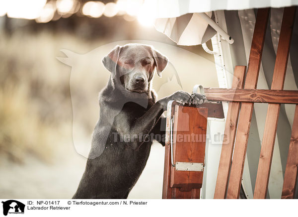 Labrador Retriever / Labrador Retriever / NP-01417