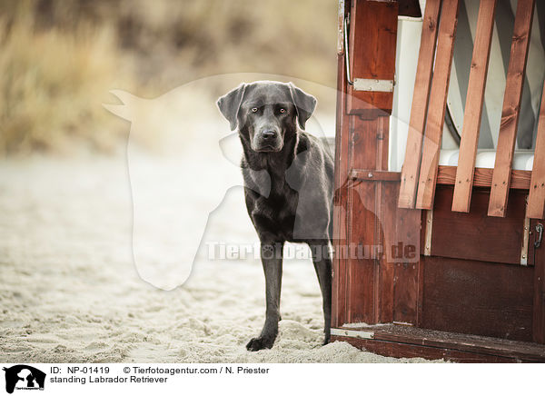 stehender Labrador Retriever / standing Labrador Retriever / NP-01419