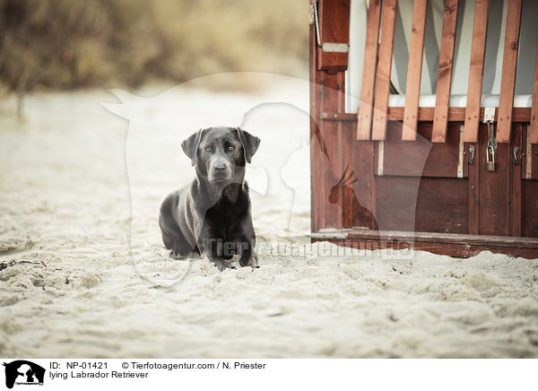 liegender Labrador Retriever / lying Labrador Retriever / NP-01421