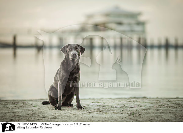 sitzender Labrador Retriever / sitting Labrador Retriever / NP-01423
