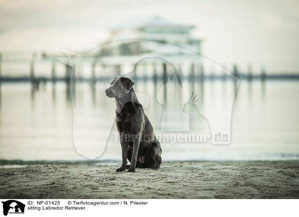 sitzender Labrador Retriever / sitting Labrador Retriever / NP-01425
