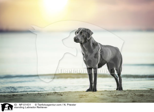 stehender Labrador Retriever / standing Labrador Retriever / NP-01431