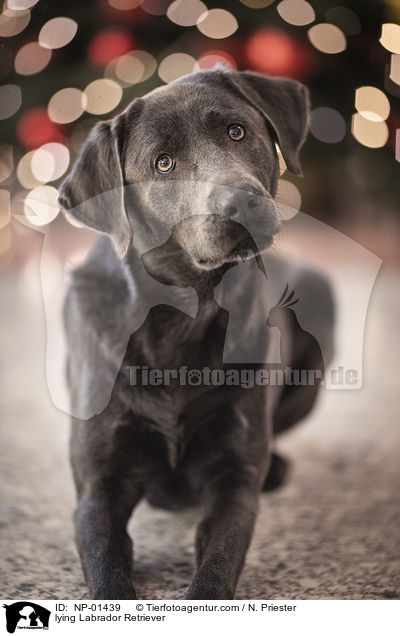 liegender Labrador Retriever / lying Labrador Retriever / NP-01439