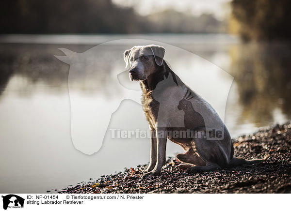 sitzender Labrador Retriever / sitting Labrador Retriever / NP-01454