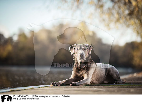 liegender Labrador Retriever / lying Labrador Retriever / NP-01455