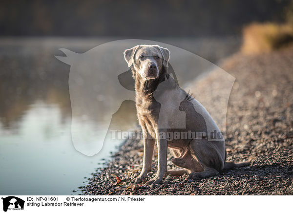 sitzender Labrador Retriever / sitting Labrador Retriever / NP-01601