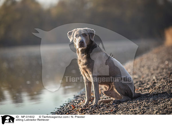 sitzender Labrador Retriever / sitting Labrador Retriever / NP-01602