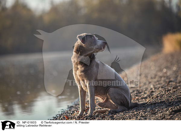 sitzender Labrador Retriever / sitting Labrador Retriever / NP-01603