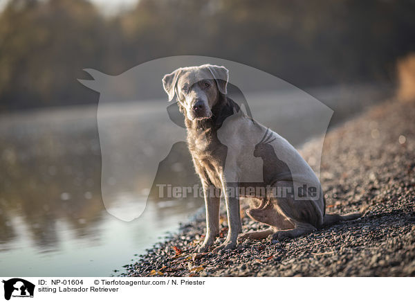 sitzender Labrador Retriever / sitting Labrador Retriever / NP-01604