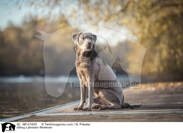 sitzender Labrador Retriever / sitting Labrador Retriever / NP-01605