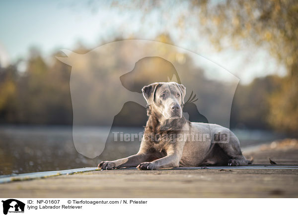 liegender Labrador Retriever / lying Labrador Retriever / NP-01607