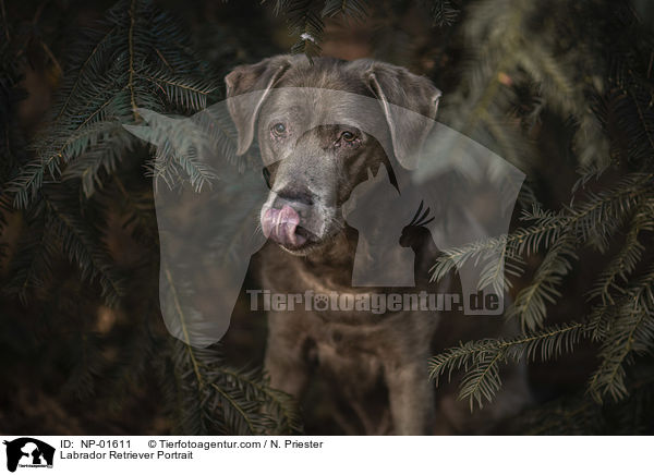 Labrador Retriever Portrait / Labrador Retriever Portrait / NP-01611