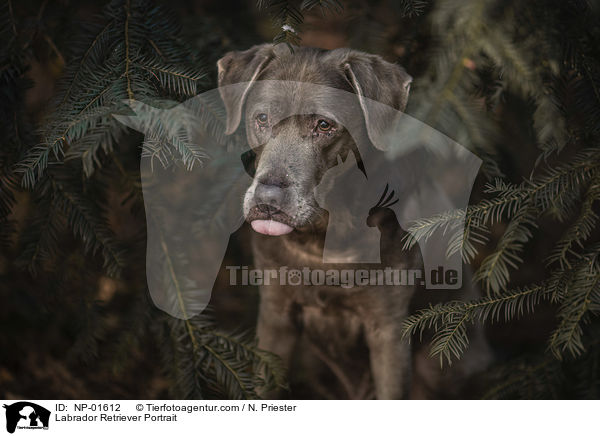Labrador Retriever Portrait / Labrador Retriever Portrait / NP-01612