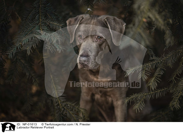Labrador Retriever Portrait / Labrador Retriever Portrait / NP-01613