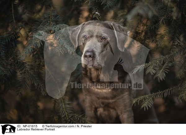 Labrador Retriever Portrait / Labrador Retriever Portrait / NP-01615