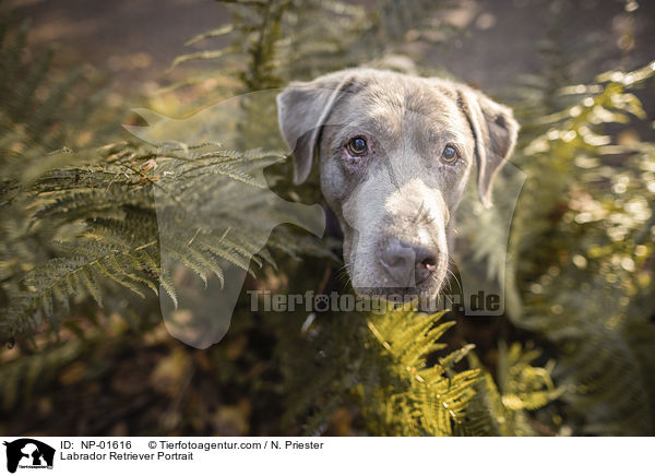 Labrador Retriever Portrait / Labrador Retriever Portrait / NP-01616
