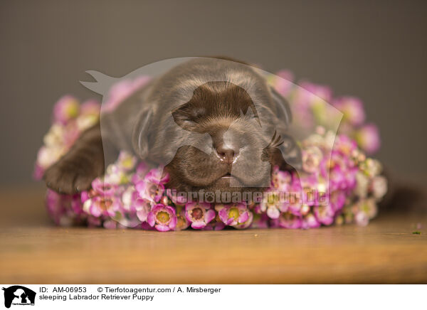 schlafender Labrador Retriever Welpe / sleeping Labrador Retriever Puppy / AM-06953
