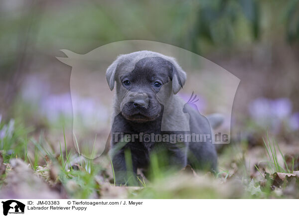 Labrador Retriever Welpe / Labrador Retriever Puppy / JM-03383