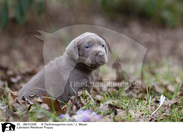 Labrador Retriever Welpe / Labrador Retriever Puppy / JM-03396