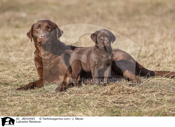 Labrador Retriever / Labrador Retriever / JM-03483