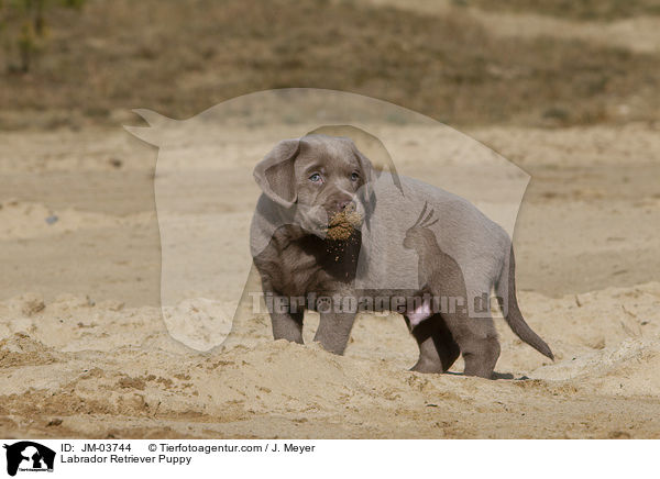 Labrador Retriever Welpe / Labrador Retriever Puppy / JM-03744