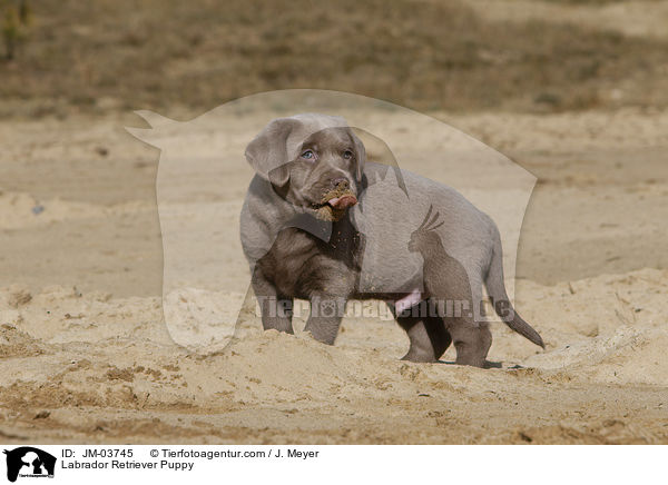 Labrador Retriever Welpe / Labrador Retriever Puppy / JM-03745