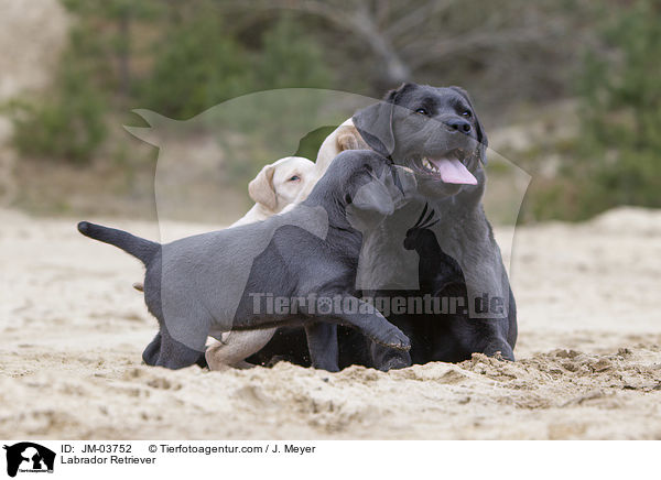 Labrador Retriever / Labrador Retriever / JM-03752