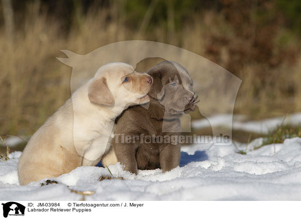 Labrador Retriever Welpen / Labrador Retriever Puppies / JM-03984